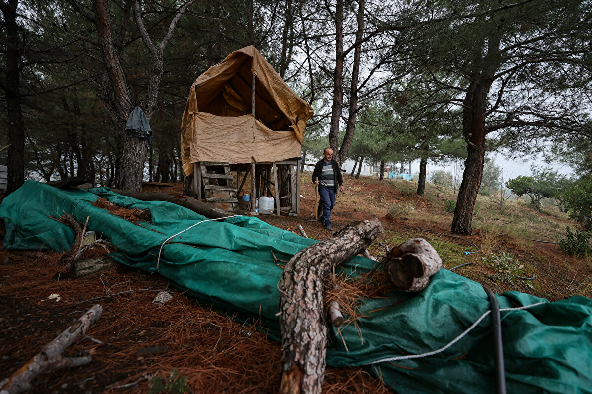 "Fidan dikmek huzur veriyor"<br><br>İbrahim Dede, AA muhabirine, İzmir ve çevresinde fidan dikim döneminin aralık ayının ortasında başlayıp şubat sonuna kadar sürdüğünü, martta da fidanların diplerinin çapalandığını belirtti.