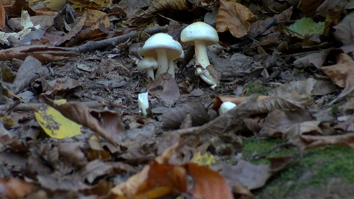 "Yine geçtiğimiz günlerden bildiğimiz gibi, bu dönem mantar zehirlenmeleri çok geldi sonbahar döneminde. Batıda Karadeniz civarında mantar zehirlenmeleri ile daha sık karşılaşıyoruz. Çünkü bol yağış alan yerler, sonbahar döneminde de halk mantarları toplayıp maalesef tüketiyor. Dağdan toplanan mantarların tüketilmesine bağlı akut karaciğer yetmezliği veya ölümcül sonuçlar olabiliyor. Halk arasında 'biz bunları yıllardır biliyoruz, topluyoruz, bunlar zehirlemez' inanışı hakim. Ama bunların dış görünüşü birbirine o kadar benziyor ki, zehirli bir mantarlı zehirsiz bir mantardan bazen 'uzmanı bile' ayırt edemiyor. Hastalarımız bize mantar zehirlenmesiyle geliyor, akut karaciğer yetmezliği gelişmiş; tedavisini veriyoruz gönderiyoruz, birkaç yıl sonra aynı hasta tekrar acile geliyor. 'Hocam bu sefer kesinlikle emindim, bildiğim bir mantardı' şeklinde. Oysa dağ mantarlarının kesinlikle tüketilmemesi gerekiyor.<br><br>