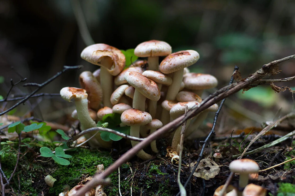 "MANTARLA ZEHİRLENİYOR AMA TEKRAR TEKRAR YİYOR"<br>Mantar zehirlenmeleriyle gelen hastaların tekrar tekrar aynı sebeple acillik olabildiğini de anlatan Prof. Dr. Akpınar, dağ mantarlarının kesinlikle tüketilmemesi gerektiğini söyleyerek şunları kaydetti:
