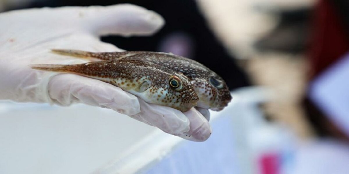 Tarım kimyasallarına bağlı zehirlenmelerin de çok sık görüldüğü ülkemizde tarımın yaygın yapıldığı Güneydoğu Anadolu, Akdeniz ve Ege'de bu zehirlenmelerin çok yaşandığını kaydeden Prof. Dr. Akpınar, sözlerini şöyle sürdürdü: "Diğer ajanlara göre ölüm oranı daha yüksek bu zehirlenmelerde. Kişiler koruyucu ekipman kullanmadan ilaçlama yapıyorlar, özellikle kendi tarlasını, bahçesini ya da evin önündeki küçük bahçesini bile kendi hazırladığı ilaçlarla ilaçlamaya çalışıyor. Bunun cildine bulaşması ya da rüzgara karşı yaptığı için rüzgarla beraber solunması, zehirlenmelere neden oluyor. Amatör ilaçlama yapan kişilerde bunu çok daha sıklıkla görüyoruz.