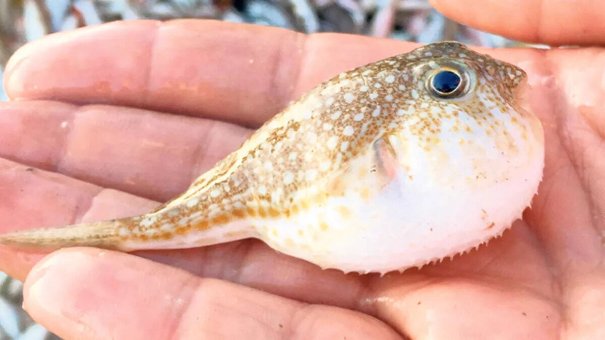 "BALON BALIĞI VE TARIM İLAÇLARI ÖLÜMCÜL ZEHİRLENMELER"<br>Balon balığı zehirlenmelerinin de çok dikkat çektiğini anlatan Prof. Dr. Akpınar, deniz olmayan Van'dan bile vaka geldiğini hatırlatarak "Bu balık sıcak deniz balığı ama insanlar bu balığın dış görünüşünü bilmiyor, amatör balıkçıların oltalarına takılabiliyor ve tüketebiliyorlar. Çok küçük bir miktarı bile çok ağır zehirlenmelere yol açıp ölüme sebebiyet verebilir. Ya da bazen balıkçıların tezgahına karışabiliyor. O nedenle vatandaşlarımızın bu balığın dış görünüşünü çok iyi bir şekilde bilip bu balığı tüketmemesi gerekiyor" dedi.