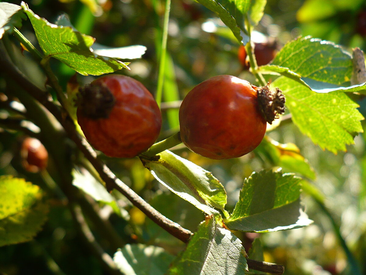 Ancak şüphesiz ki ıhlamura en çok yakışan ve yararlarını kat kat ortaya çıkartan bir numaralı bitki kuşburnudur.