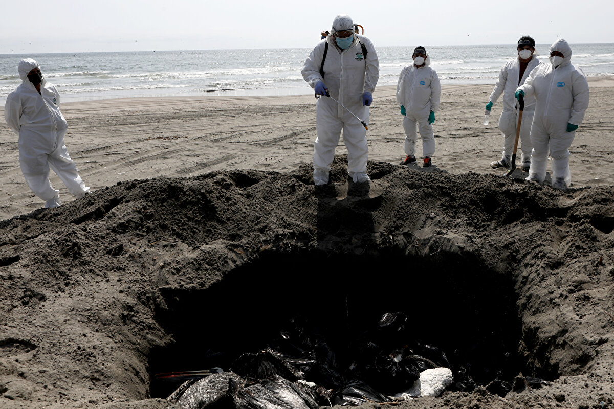 Belediye çalışanları, özel kıyafetler ve yüksek güvenlik önlemleriyle pelikanları topladı.<br><br>