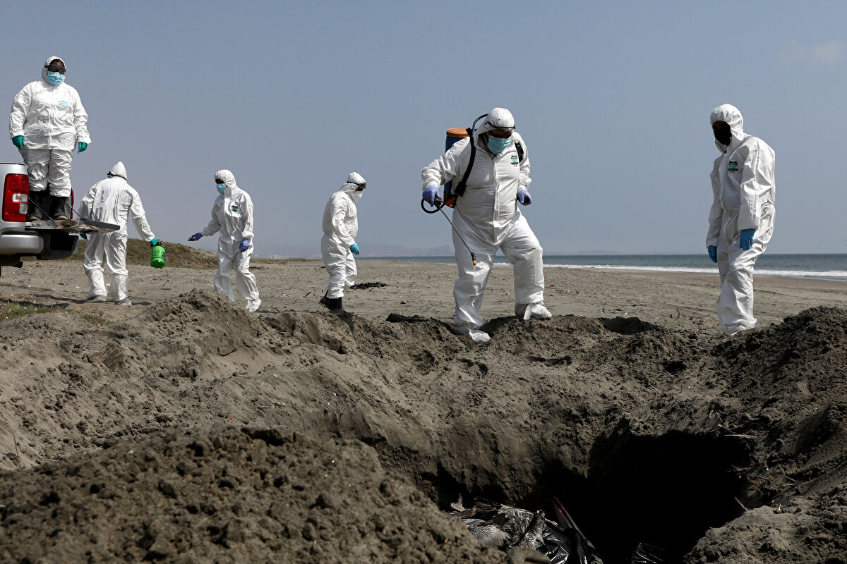 Peru'nun yanı sıra Avrupa ve ABD'nin bazı bölgelerinde halihazırda kuş gribi vakaları görülürken salgın nedeniyle binlerce hayvan telef oldu.<br><br>