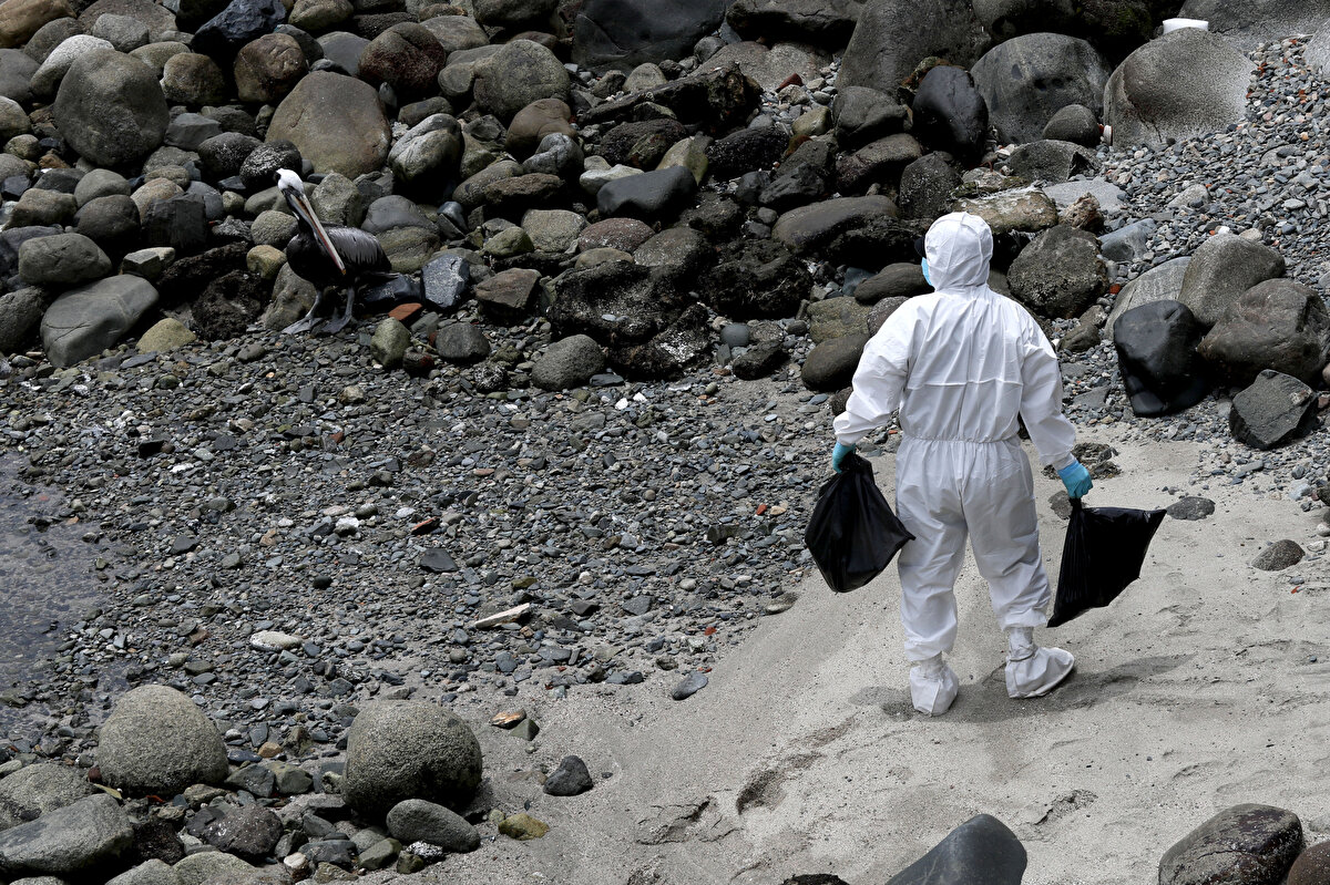 Başkent Lima'da sahillerde bulunan ölü kuşlar görevliler tarafından toplandı.<br><br>
