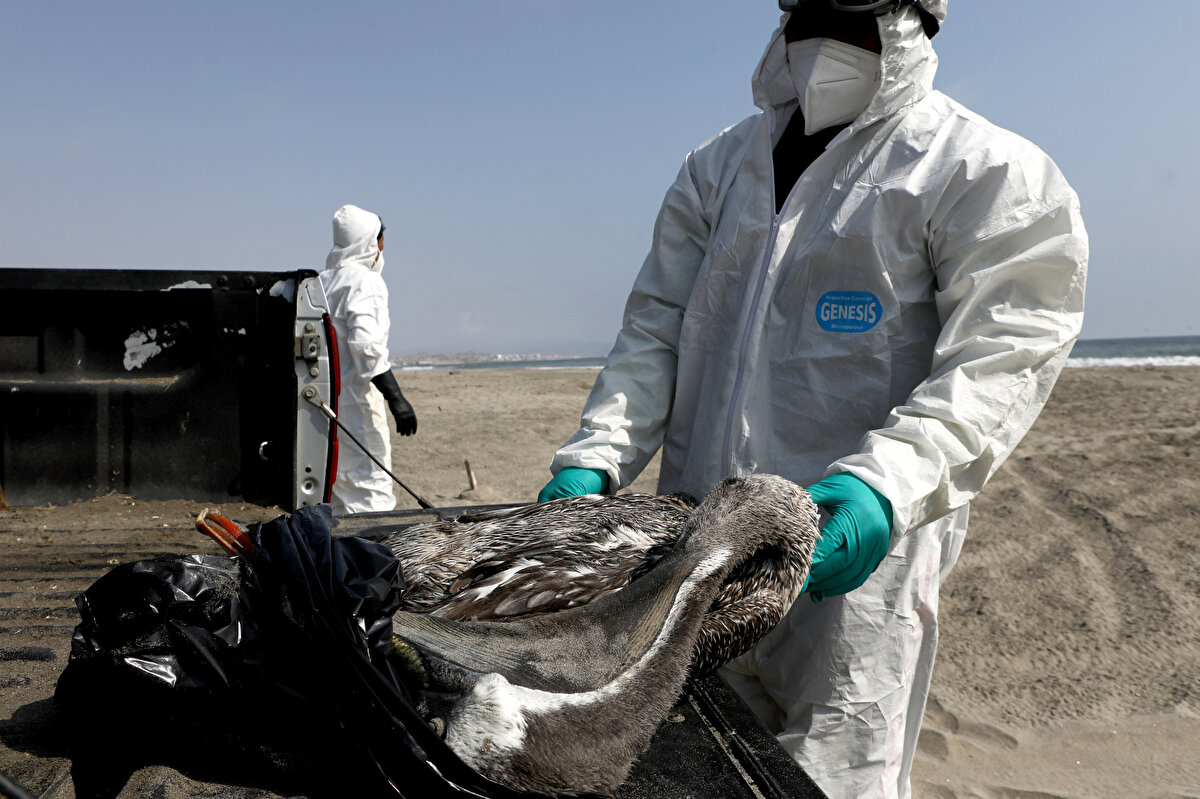 Yetkililer, kanatlı hayvanları ölen çiftçilere kendilerinin müdahale etmemesi ve durumu ilgili mercilere bildirmeleri uyarısında bulunuyor.<br><br>