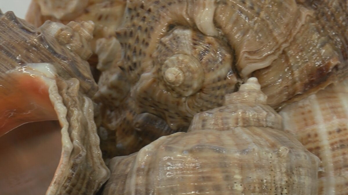 SÜRDÜRÜLEBİLİR BALIKÇILIK İÇİN KISITLAMA GETİRİLMELİ <br>Prof. Dr. Karakulak, "Biz 3 yıldır Batı Karadeniz'de çalışıyoruz. İlk çıktığımız yıl ile son sefer arasında karşılaştırırsak yüzde 20'lik bir azalma söz konusu. Aşırı avcılıkla stoklar git gide azalabilir. Sürdürülebilir balıkçılığın sağlanması için mutlaka belli kısıtlamaların gelmesine ihtiyaç var. Bu araştırma sonuçlarına göre balıkçılık yönetiminin yeniden planlanmasına ihtiyaç var. Algarna (Zemine su püskürtüp, deniz zemininde yaşayan böceklerin kumdan ayrılarak yerden yükselmesini ve kepçe içinde toplanmasını sağlayan yöntem) dip habitatına verdiği zararlar söz konusu. Yavru balıkların, köpek balıklarının, kalkan gibi balık türlerinin yakalanması söz konusu. Mutlaka av aracında seçiciliğin artırılması gerekiyor" diye konuştu. 