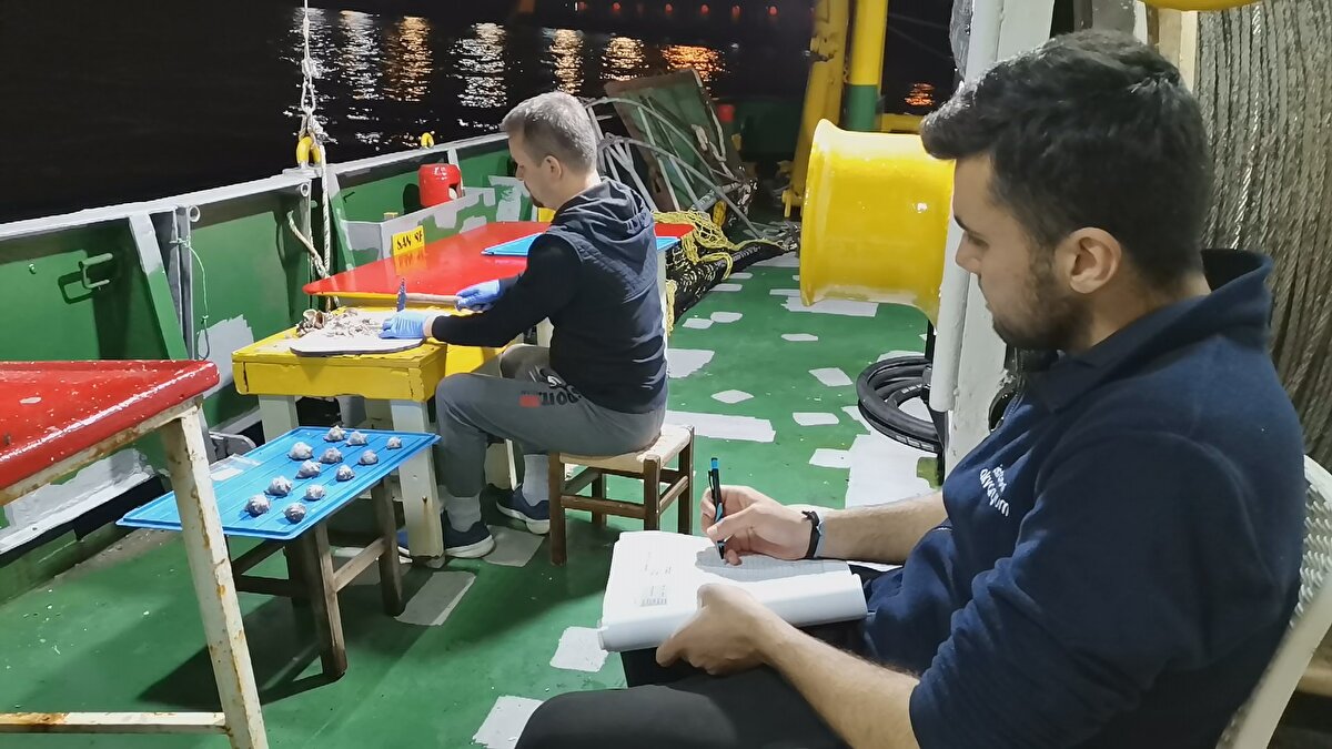 1950'li yıllarda gemilerin balast sularıyla taşınan ve istilacı bir tür olan deniz salyangozlarının Karadeniz'deki dağılımı araştırıldı. İstanbul Üniversitesi Su Bilimleri Fakültesi'nin, Dünya Gıda Tarım Örgütü (FAO) destekli projesi kapsamında 3 yıldır süren çalışmalarda, İğneada ve Sinop arasında belirlenen 83 istasyondan örnekler alındı. 