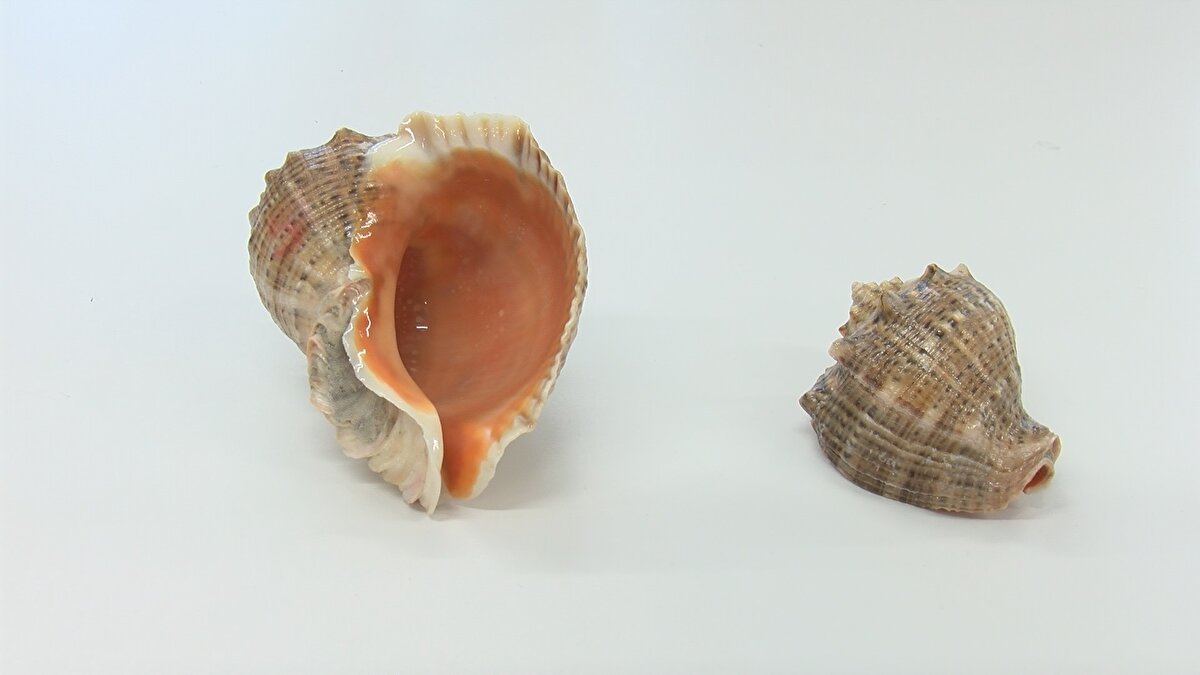 KARADENİZ'DE KARA MİDYELERİN AZALMASINA YOL AÇTI <br>Prof. Dr. Saadet Karakulak, deniz salyangozunun ihracat ürünü olmasından dolayı son yıllarda avcılığına yönelik artış gözlemlediğini belirterek, "Deniz salyangozu dip habitattaki kabuklular dediğimiz, kara ve kum midyesiyle besleniyor. Karadeniz'de kara midyelerin ciddi olarak azalmasına da yol açtı. Fakat ihracat ürünü olması, Uzak Doğu'ya, Japonya'ya ihracat yapılması daha çok avcılığı teşvik eden mekanizma oldu. İstilacı bir tür ama, artık Karadeniz'e yerleşti. Önemli bir balıkçılık kaynağı. Bunun avcılığının da sürdürülebilir yapılmasını sağlamamız gerekir. Ancak, kara midyeler de kendi savunma mekanizması gerçekleştirmiş. Bu canlılar daha çok 5 metre ile 35 metre arasında dağılım göstermekte. Yaptığımız çalışmalarda kara midyesinin bazen 50 metre açıklarda daha yoğun olduğunu görmekteyiz. Aslında bu da canlının kendini savunmaya geçtiğini gösteriyor. Son zamanlarda midyenin yetiştiricilikle yapılması mümkün. Bu sistemle kaybolmuş stokları tekrar yenilemek mümkün" ifadelerini kullandı.