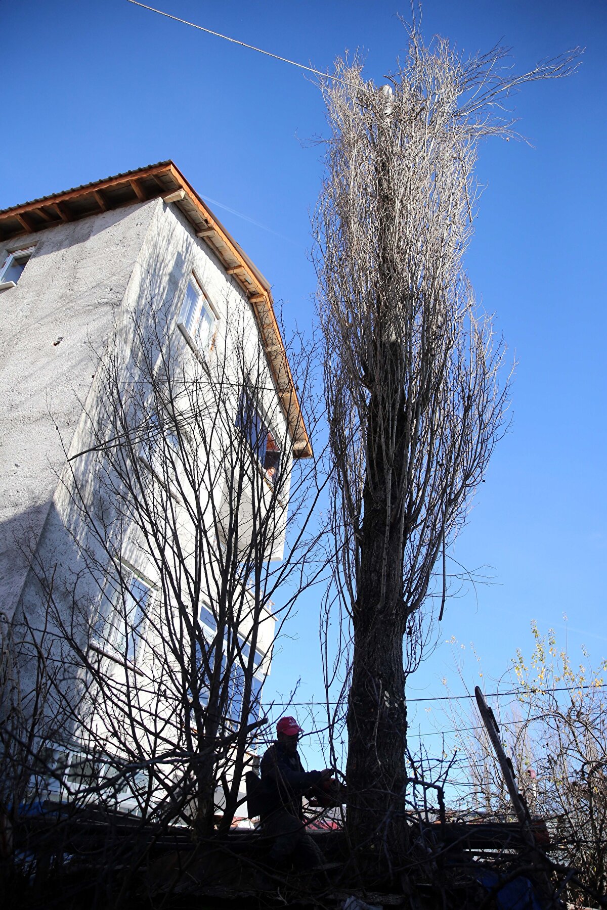 Ayhan, mesleğinin zor ve tehlikeli bir iş olduğuna işaret ederek, boyu 20 metreyi bulan ağaçlara beline bağladığı iple çıkıp çalıştığını anlattı.<br>