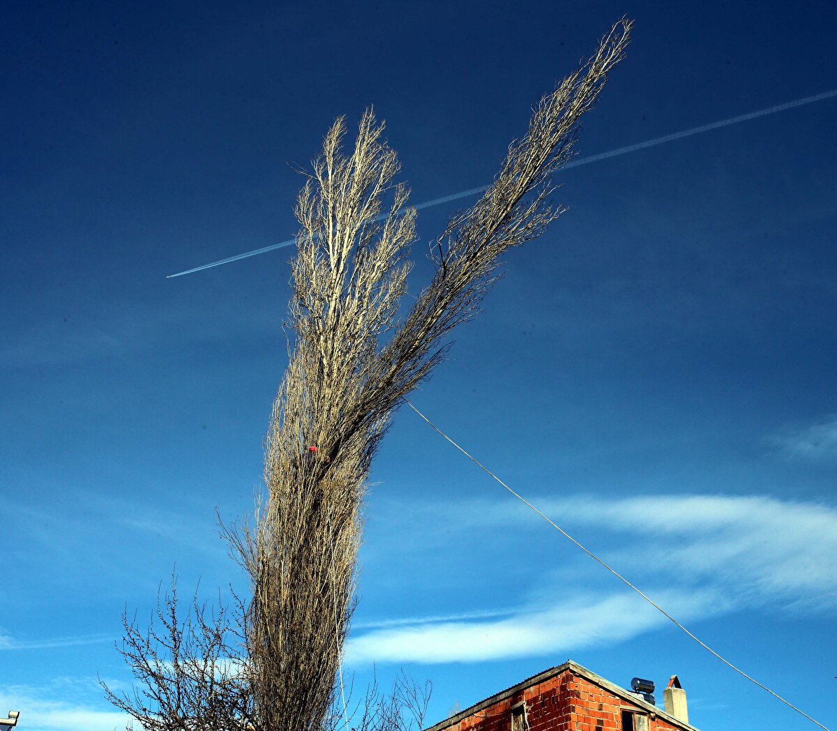 İlçede kendisinden başka budama işini yapan kimse bulunmadığını vurgulayan Ayhan, "Zor bir iş yapıyorum. Kesim ve budama işinden aldığım ücret, ağacın bulunduğu yere göre değişiyor. Arazideki ağaç kesiminden 100 lira alırken, yerleşim yeri içinde evlerin zarar görme riski varsa 1000 lirayı geçiyor. Çevre ilçelere de gidiyorum" diye konuştu.<br>