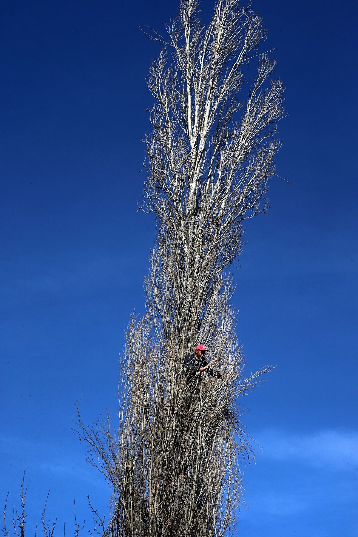 "İşimi seviyorum"<br>Ayhan, ağaç kesme işini genellikle nisan-mayıs ve ekim-kasım ayları olmak üzere yılda iki dönemde yaptığını anlatarak, şunları kaydetti: "Yanıma kimseyi bulamıyorum. Parayla bile yardımcı bulamıyorum. Kimseyi bulamadığım için tek başıma yapıyorum bu işi. Ağaçlara tırmanıyorum. Yükseklik korkum yok benim. Kazam olmadı çok şükür. Rüzgarlı ve yağmurlu havalarda ağaç kesmiyorum. Yerleşim yeri içindeki ağaçların kesimini de yapıyorum. Evlerin bahçe ve kenarındaki ağaçların kesimi oldukça zordur. Evlere, elektrik ve telefon hatlarına zarar vermeden kesim yapmanız çok zordur. Ben ağaçları üstten başlayarak parça parça kesip indiriyorum. Ne evlere ne de elektrik ve telefon hatlarına zarar veriyorum. İşimi seviyorum, kazancım da iyi. Sağlığım elverdiği sürece bu işi yapmayı sürdüreceğim"