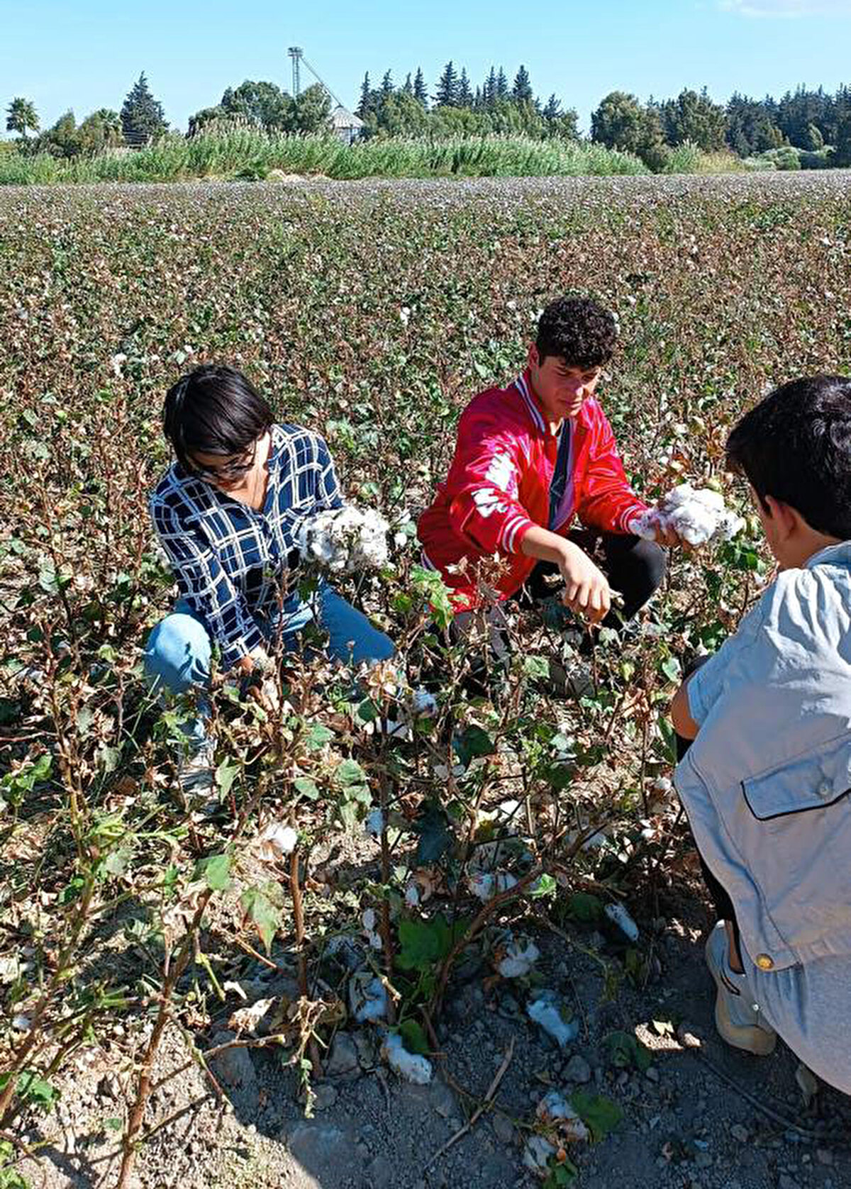 Türkiye'nin en verimli topraklarında öğrencilerle tarım yaptıklarını ve iyi sonuç aldıklarını belirten Barış Körü, "60 dönüm üzerine kurulan okulumuzun 45 dönümünü öğrencilerimizle tarla olarak kullanıyoruz. Yüzde 100 yerli üretim. Bu pamukların satışından elde ettiğimiz 400 bin TL okulumuzun döner sermayesine konuldu. Öğrencilerimizin çalışıp, ürettiği, pamukla kazandığı bu para, yine öğrencilerimizin eğitimi için kullanılıyor'' diye konuştu.