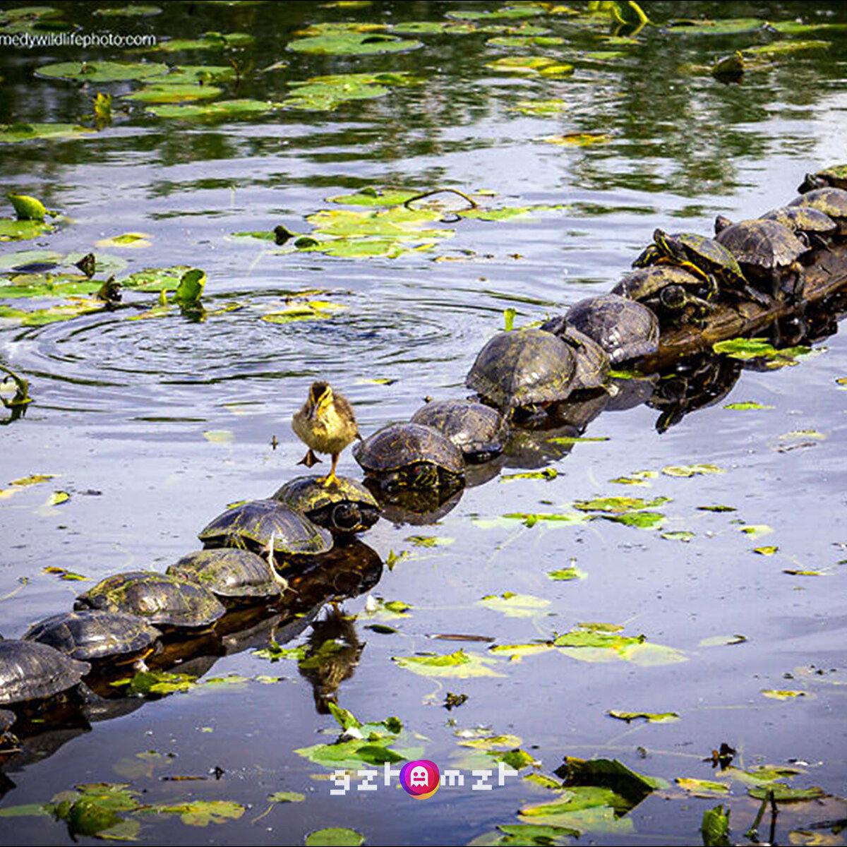 Geçerken bırakıver