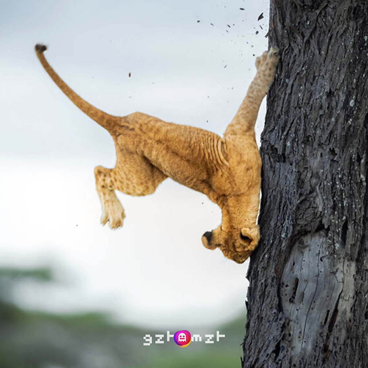 Bu ne arıyor burada?