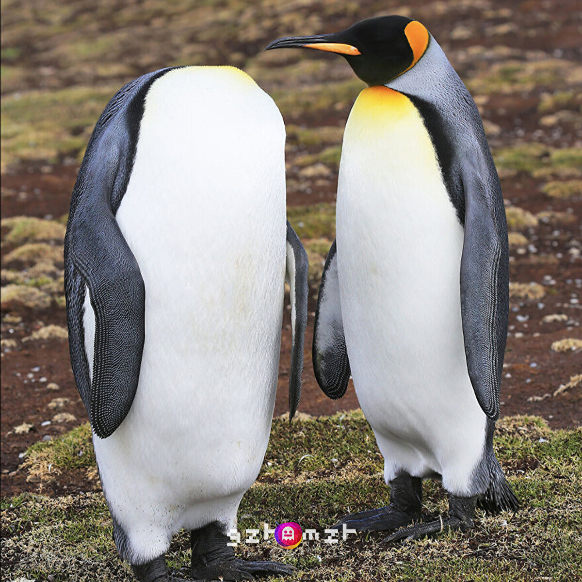 Senin kafana ne olmuş?