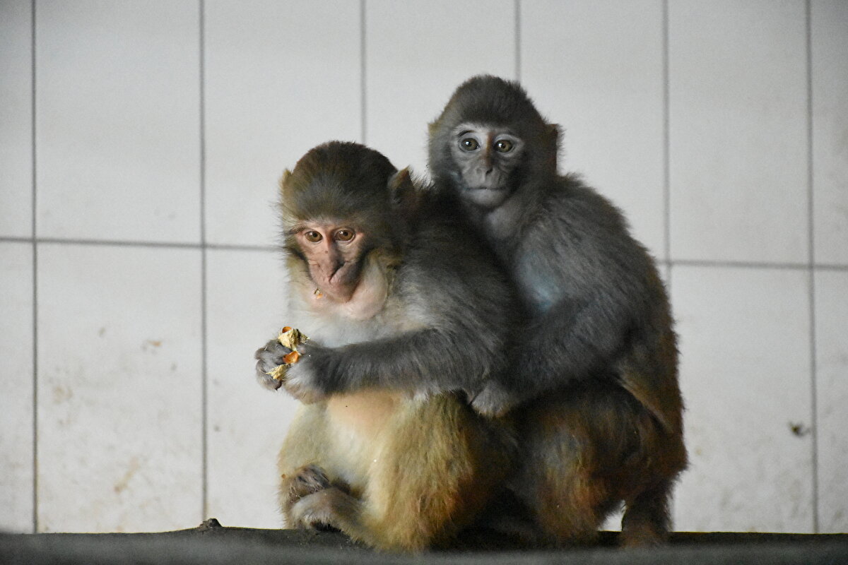 Orduzu Turgut Özal Tabiat Parkı'nda yaklaşık 4 yıl önce hizmet vermeye başlayan hayvanat bahçesi, aslan, kaplan, kurt, ayı, lama, kanguru, ceylan ve deve kuşu gibi 78 türden 1300'ün üzerinde hayvanı barındırıyor.