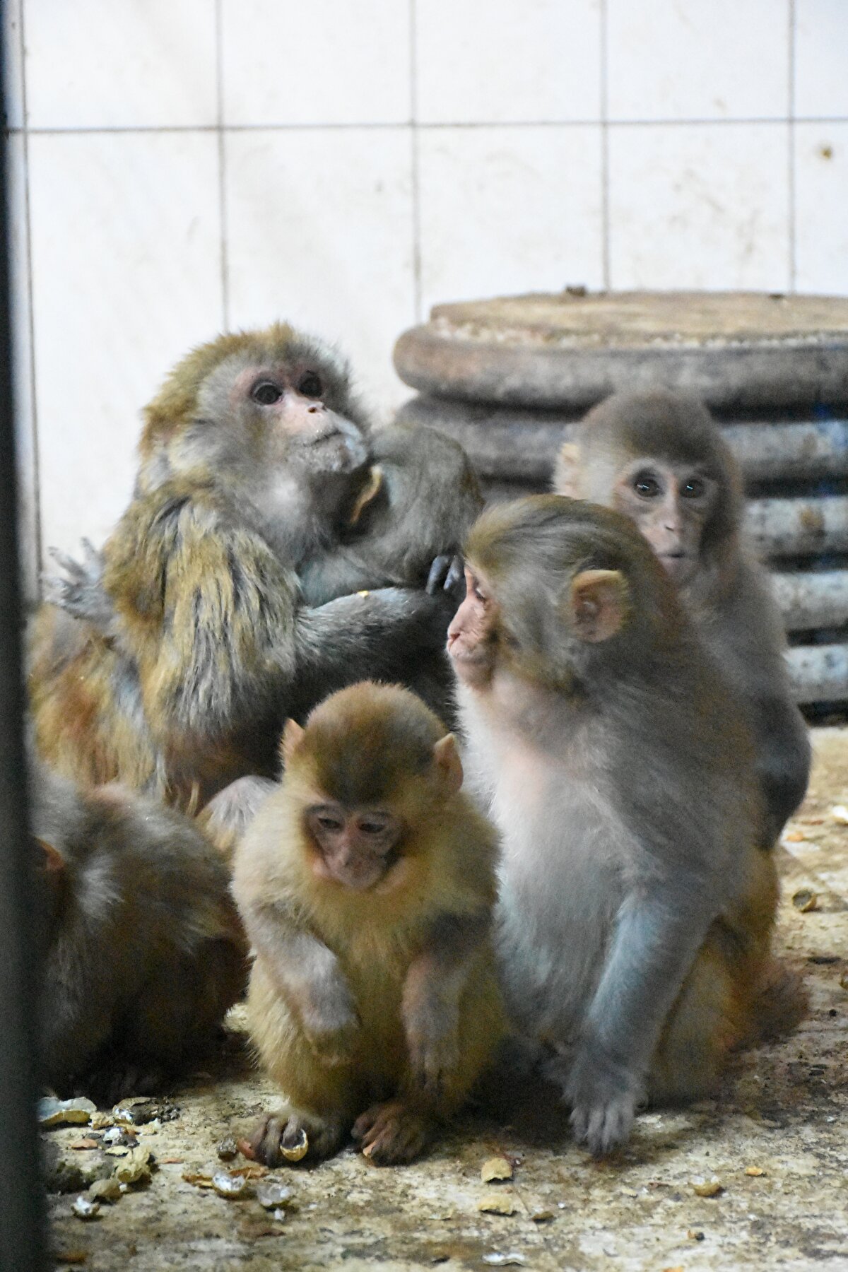 "Nene"nin yalnızlığının makak yavrularıyla sona erdiğini anlatan Altaş, şöyle konuştu:<br><br>"Ağrı'dan gelen yavrulara annelik etti, uyum sağladılar. Bir süre sonra 10 yavru maymun daha geldi. Nene, şu an tüm yavru maymunlara annelik yapıyor, sahiplik ediyor. Yavru makaklar, Nene ile uyum içinde yaşıyor. Bu 10 yavru makağa da Ağrı Gürbulak Sınır Kapısı'nda el konulmuştu. Doğa Koruma ve Milli Parklar Ağrı Şube Müdürlüğü bize getirdi. Gelen yavru makaklardan bazılarını başka bir belediyeye hibe verdik. Nene, şu an 11 maymuna annelik yapıyor."<br>
