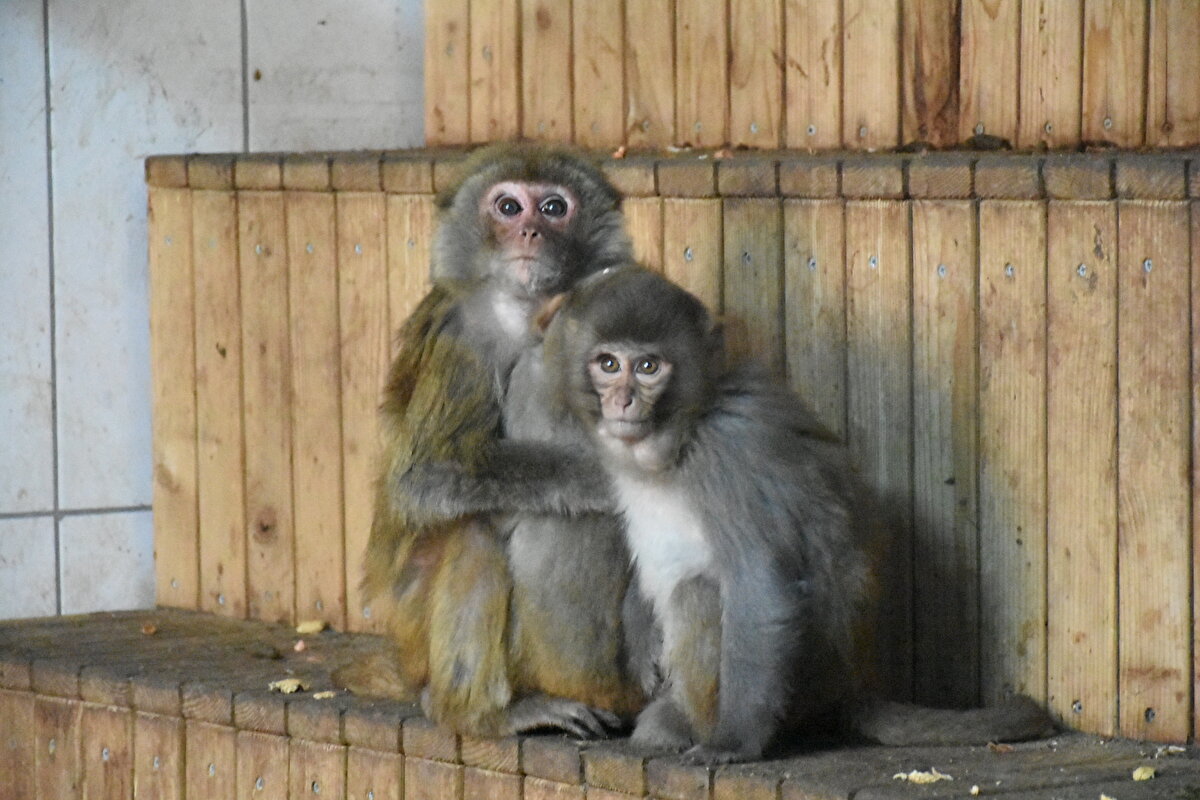 Hayvanat bahçesinde makak, örümcek ve babun olmak üzere 3 maymun türünün de bulunduğunu bildiren Altaş, "Nene" ismini verdikleri 11 yaşındaki maymunun 5 yıldır yalnız yaşadığını ifade etti.
