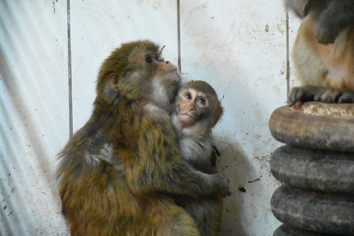 Haziranda Ağrı Gürbulak Sınır Kapısı'nda kaçakçılardan ele geçirilen 3 makak maymunu yavrusuna annelik yapan "Nene", yine Ağrı'dan getirilen diğer yavruları da benimsedi.