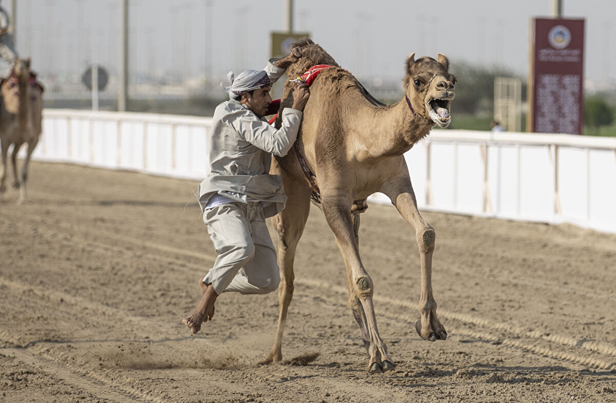 Arap Deve Yarışları Federasyonu (MAHARİ) Başkanı Abdullah bin Muhammed el-Kevari, yaptığı açıklamada, 2022 Dünya Kupası organizasyonunu "ülkenin kültürel mirasını ve bu sporu" Katar`a gelen ziyaretçilere tanıtmak için bir fırsat olarak gördüklerini söyledi.<br>