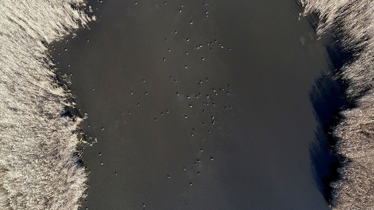 Bazı vatandaşlar ile fotoğraf tutkunları longoz içerisindeki seyir terasından deniz ve gölün birleşmesini, kuşların göle süzülmelerini seyrediyor.