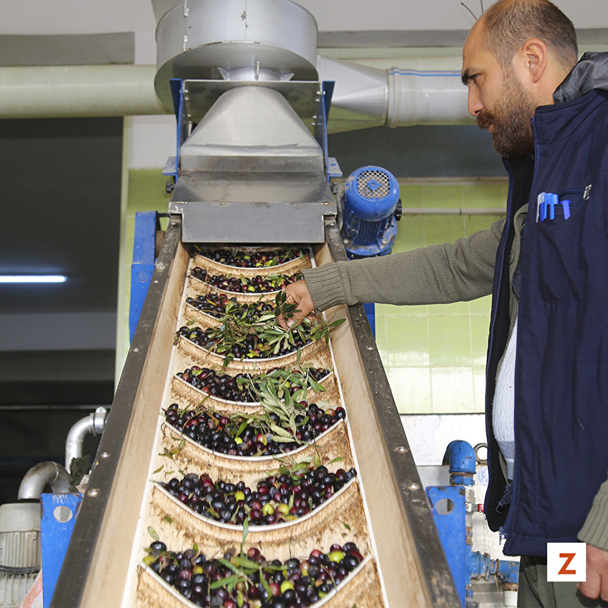 Traktörlerle zeytinyağı üretimi yapılan tesislere götürülen ürünler yıkama bölümünde yaprak ve taşlardan arındırılıyor.