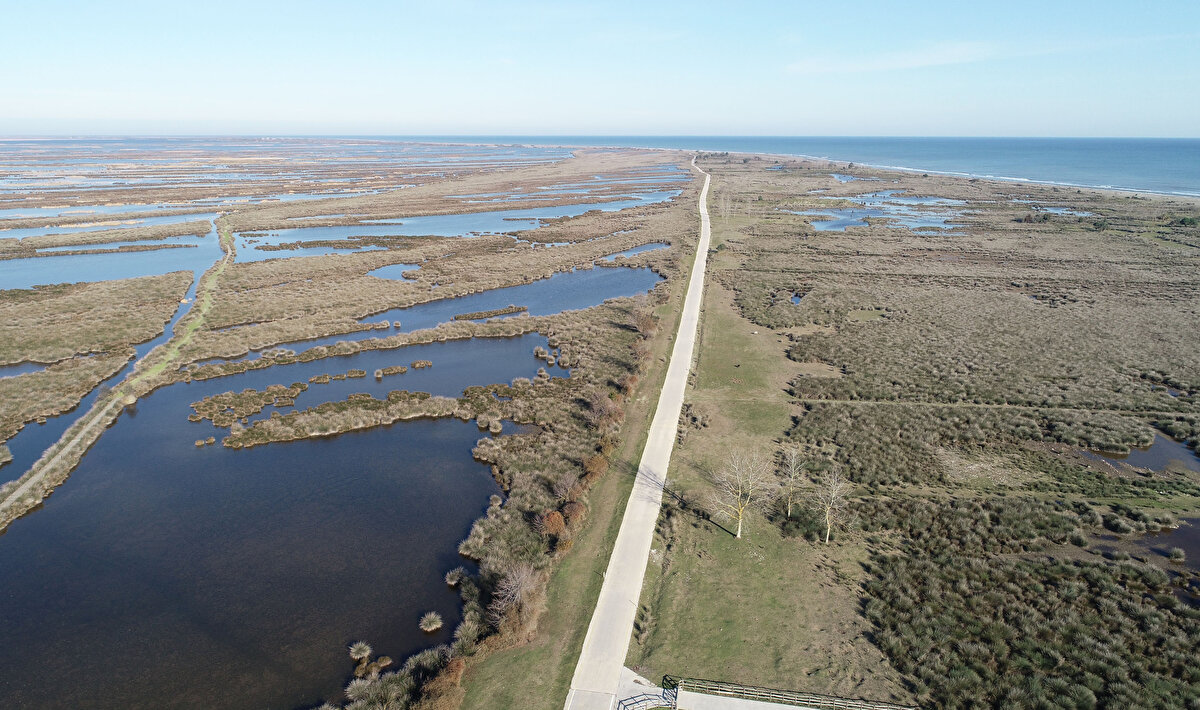 Karadeniz'de tespit edilen istilacı türlerden olan, 56 bin hektarlık Kızılırmak Deltası'ndaki sulak alanlardaki ekosisteme zarar veren İsrail sazanı için Tarım ve Orman Bakanlığı'nın destekleri ile artan popülasyonu azaltmak için başlatılan av sürüyor. Bakanlığın verdiği özel avlarla balıkçıların avladığı tür son yıllarda su seviyesinin yükseldiği deltada yeni alanlara yayıldı. Yıllık 3 ton dolayında sınırlı bölgede avlanan türün yeni yayılım gösterdiği alanlarda da avlanabilmesi için av sahasının genişletilmesi istendi.
