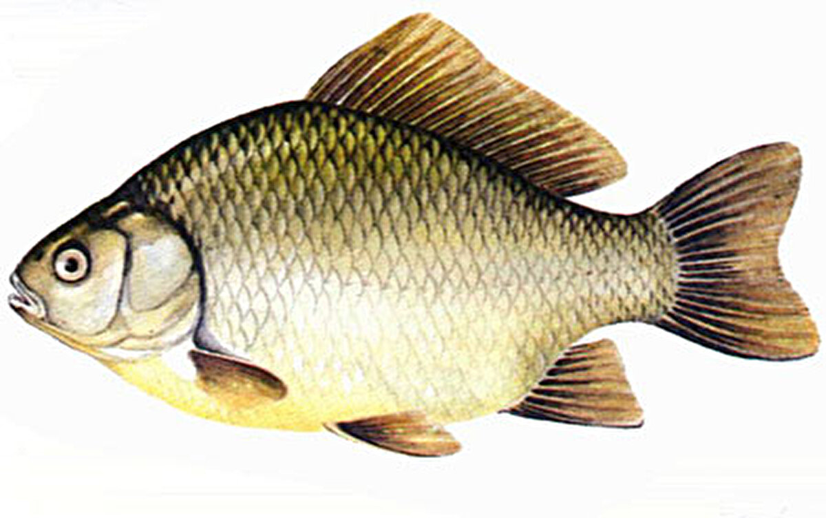 “İstilacı ve yabancı türleri ikiye ayırıyoruz. Yabancı türler şu an için ortama bir tehlike saçmıyor, ama oranın yerli türü olmayanlara yabancı tür diyoruz. Ama istilacı pozisyona geldiği zaman sistemin her bir besin zincirinin her kademesine zarar veriyor. Bu tür bir etçi ise orada yaşayan türlerin hepsini yiyor. Eğer otçul ise balıkların besinlerini tüketiyor. Dolayısıyla getiren tür istilacı duruma geçmiş ise çok tehlikeli hale gelebiliyor. İsrail sazanı balıkçının ağını parçalıyor. Verimi düşük olan bir tür olduğunu için balıkçı bu türü satamıyor. Kendinden daha fazla ekonomik getirisi olan türleri yok ettiği için diğer türlere yaşama şansı vermiyor. Balıkçının elinde ekonomik olmayıp ağlarını parçalayan çok sayıda bir tür olarak kalıyor. Balıkçı bununla ne yapacağını bilemediğini için artık iş işten geçmiş oluyor. İyi niyetle başlayan bir iş çevresel olarak felakete neden oluyor."