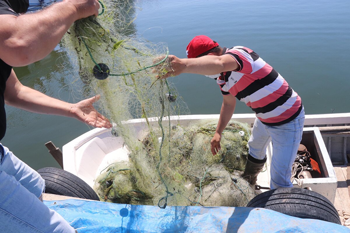 Samsun Sınırlı Sorumlu Su Ürünleri Kooperatifi Başkanvekili Mehmet Tekür, İsrail sazanının ağlara zarar verdiğini belirterek, “Ağlarımızı 1- 1,5 sene kullanabilirken, şimdilerde 1- 1,5 ayda telef oluyor. Bakanlığımızın hibe desteği oldu. Bu hibe ile buzhane ve bin çift balık tuzağı yardımı yapıldı, 2 bin metre üzerinde ağ dağıtıldı. Yıllık ortalama 3 ton civarında İsrail sazanı yakalıyoruz. Hem ekonomiye katkı oluyor hem de göllerimizi temizliyoruz. Bu türün sazan balığına çok büyük zararı oldu. Sazanın havyar atma döneminde yumurtasını yiyip kendi yumurtasını bıraktı. Kendi yumurtası ile sazan türünün erkeğiyle çiftleştirerek bir azman tür meydana geldi. Bakanlık desteği ile yapılan mücadeleyle istilacı tür azalmaya başladı. Artık büyümesine fırsat vermemeye başladık. Ancak bu deltada avcılık yapmadığımız alanlar var. Su yükseldiğinde İsrail sazanı o bölgelere gittiğinden avlayamıyoruz. Bu alanlarda avcılık yapamadığımız için bu türü yüzde 100 bitirme şansımız yok. O alanlarda da avlanmalıyız" dedi.