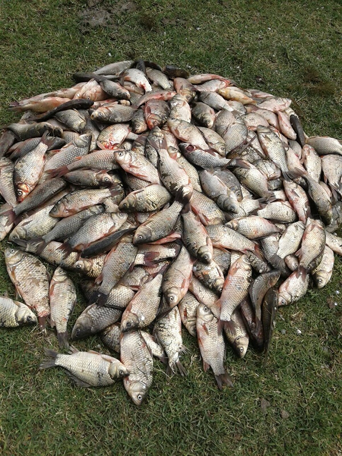 'İSTİLACI TÜRLER ÇOK TEHLİKELİ'<br>Yabancı türlerin zamanla istilacı olabileceğini ve bu ekosistem için tehlike saçtığını dile getiren Karadeniz Teknik Üniversitesi (KTÜ) Su Ürünleri Fakültesi Öğretim Üyesi Prof. Dr. Fatma Telli Karakoç da şunları söyledi: