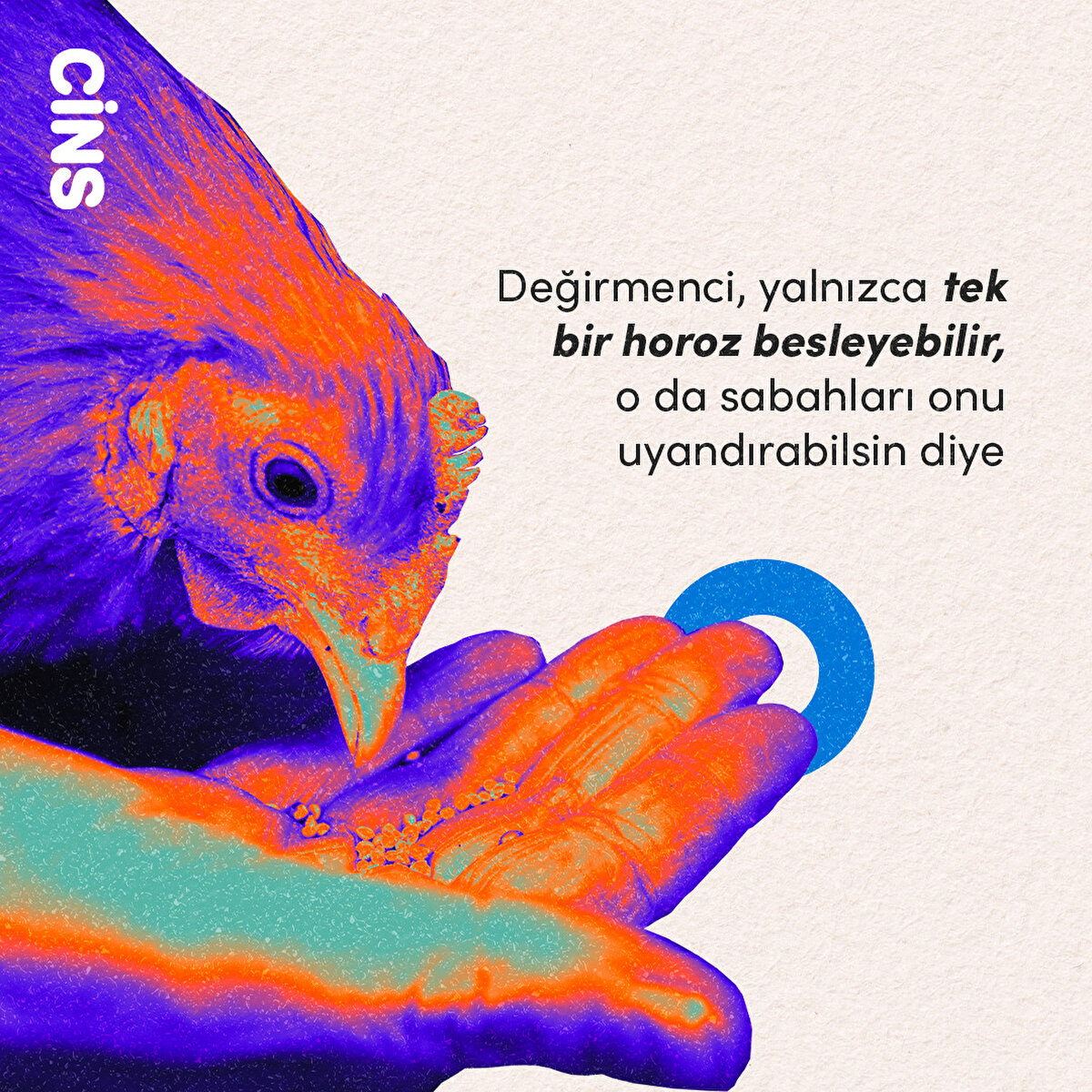 Değirmenci, yalnızca tek bir horoz besleyebilir, o da sabahları onu uyandırabilsin diye