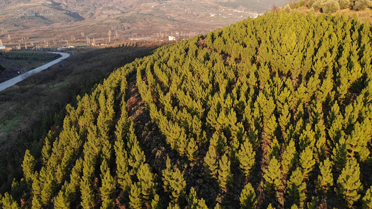 <br><br>Sakarya Orman Bölge Müdürü Ziya Polat, çam ağaçlarının yılbaşında süslenmek için kesilmesini önlemek amacıyla koruma planı yaptıklarını söyledi.<br><br><br><br>Daha önce yaptıkları planlara ek olarak da çalışma yürüttüklerini belirten Polat, "7/24 ormanlarda dron ve fotokapan kameralarla 300 personelle devriye gezerek, genç fidanlarımızın kesilmesini engelliyoruz. Diğer koruma faaliyetlerimize de bir yandan devam ediyoruz." dedi.<br>