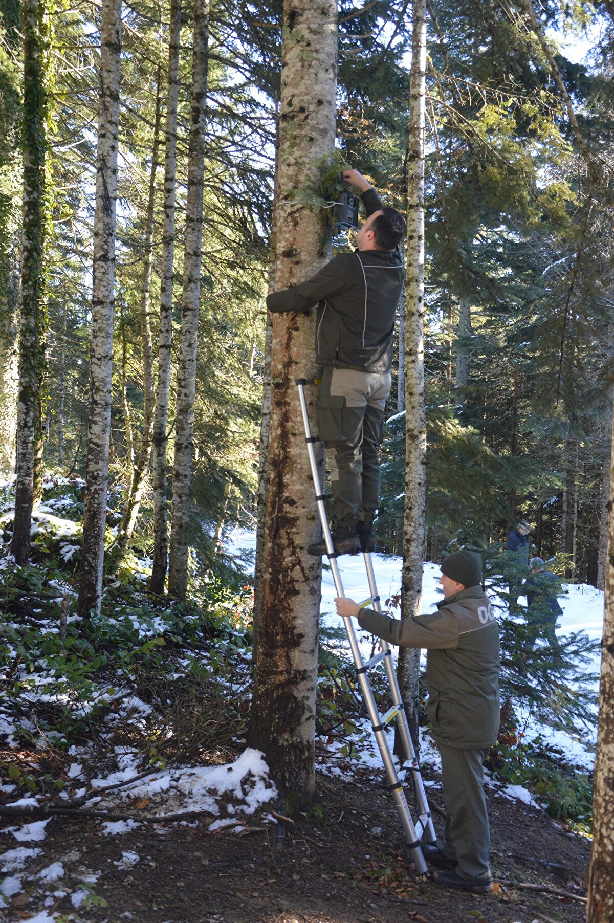 Ekipler ormanlık alanları dronla gözetlerken, ağaçlara da fotokapan yerleştiriyor.