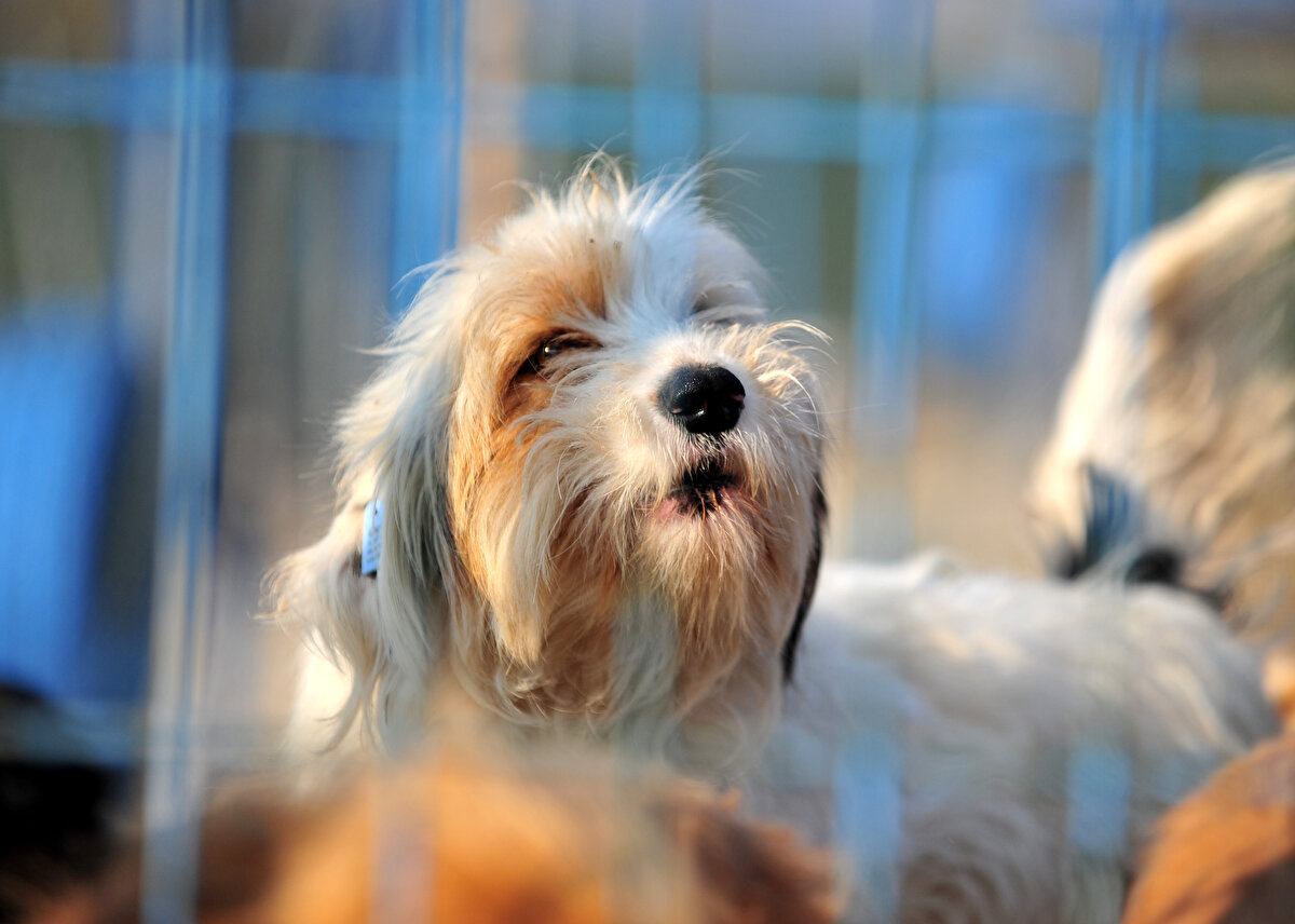 Tarım ve Orman Bakanlığı'nın 'Kedi, Köpek ve Gelinciklerin Kimliklendirilmesi ve Kayıt Altına Alınmasına Dair Yönetmelikte Değişiklik Yapılmasına Dair Yönetmeliğe' göre evde yaşayan kedi, köpek ve gelinciklere çip takma zorunluluğu getirildi. Mikroçip uygulamasıyla Ev Hayvanı Kayıt Sistemi'ne (PETVET) hayvanın adı, pasaport numarası, türü, ırkı, cinsiyeti, rengi, doğum tarihi, hayvan sahibinin adı, bulunduğu il, ilçe, mahalle bilgileri ile acil durumda ulaşılabilecek kişi bilgileri kaydediliyor. Tanımlanan ev hayvanlarının mikroçip numaralarıyla aşı bilgileri, sahip değişikliği, kayıp durumu ve hayvana yapılan operasyonların bilgileri kayıt altına alınıyor. Evcil hayvanlarına mikroçip taktırmayan hayvan sahipleri, 1 Ocak 2023 itibarıyla hayvan başına 3 bin 469 TL ödeyecek. Çip bulunamayan yerlerde ise evcil hayvan sahibi, Tarım ve Orman İl Müdürlükleri ya da veterinerde beyanname doldurup, çipe ulaşıldığı zaman uygulama gerçekleştirilecek.