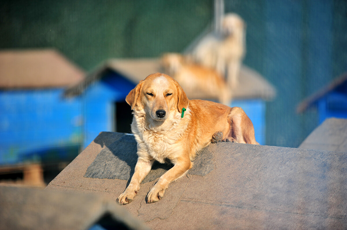 'EVLERDE YAŞAYAN DOSTLAR TERK EDİLİYOR' <br>Bursa'da Her Eve Bir Pati Derneği Başkanı Emre Demir, çip uygulama süresinin bitmesinden kaynaklı olarak evcil hayvanların doğaya bırakılma sayılarında artış olduğunu söyledi. Demir, “PETVET sisteminde kayıtla ilgili son dönemlerde yaşanan yoğunluk ve bunun akabinde yaşadığımız birtakım problemler ortaya çıktı. Biz STK'ların en başından beri istediği şey buydu. Tüm evcil dostlarımız bir sisteme kaydedilsin ve bu sistem doğrultusunda kontrol edilsin. Ne yazık ki bu sisteme kaydettiren kadar bir o kadar da kaydettirmeyen, bu dostlarından vazgeçen insanlar da söz konusu. Özellikle geçtiğimiz sene 14 Ocak'ta, tehlike arz eden ırklarla ilgili çok ciddi anlamda terk edilme olmuştu. Bize göre bunlar tehlike arz etmiyor. Her seferinde söylüyoruz. Şimdi de ne yazık ki evlerde yaşayan dostlar terk ediliyor. Normal aylarda bizim bahçemize 20-30 dostumuz gelirken, şu anda 80-90'lara dayandı" dedi.