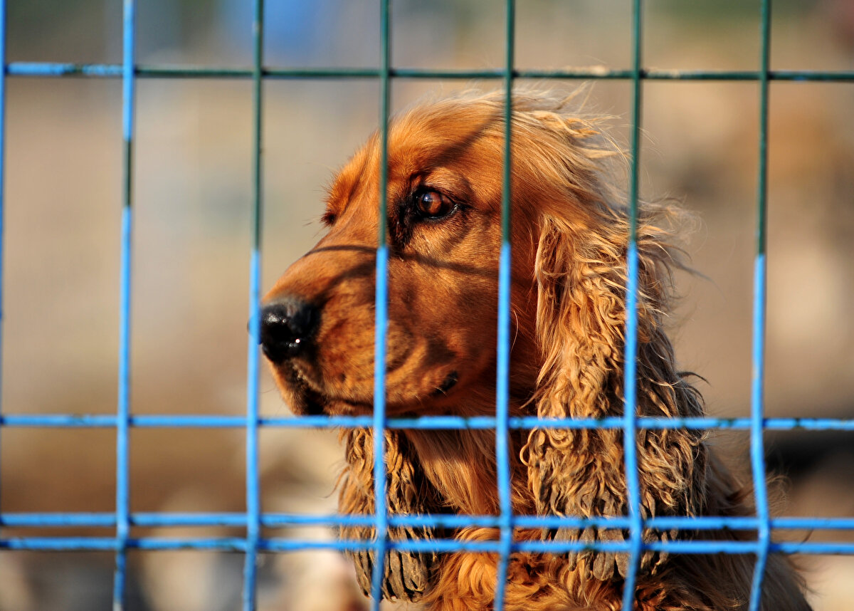 'BARINAKLARDA BİLE YAŞAMALARI ÇOK ZOR'<br>Sokağa ter edilmelerle birlikte evcil hayvanların hayatlarının riske girdiğine dikkat çeken Demir,<br>“Baktığınız zaman bunların çoğu sokakta doğup büyüyemeyen, bir şekilde satın alınıp sonrasında vazgeçilmiş hayvanlar. Sokaklarda değil, barınaklarda bile yaşamaları çok zorlu. Biz bile zorluklar çekebiliyoruz. Çünkü evde bakılan bu dostlar aynı duyguya sahipler. O terk edilme hissiyatını ister istemez yaşıyorlar. Yeri geldiğinde yemek yemiyorlar, hastalanabiliyorlar. Tecrübelerimizle bunları aşmaya çalışıyoruz ama sonuç itibariyle terk edilmek her canlıya acı verir" diye konuştu.