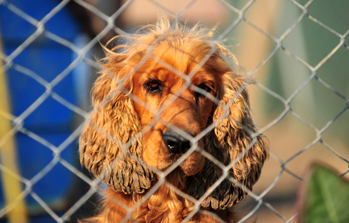 'SÜRENİN UZATILMASI GEREKTİĞİNİ DÜŞÜNÜYORUZ'<br>Birçok hayvan sahibinin ise çip bulunamaması nedeniyle, tanınan süre zarfında uygulamayı yapamadığını belirten Demir, şunları söyledi:<br>“Süre bitti. Belki ilerleyen zamanlarda bu sürecin uzaması gerektiğini düşünüyoruz. Çünkü, yetişemeyen çok insan oldu. Ne yazık ki birçok özel klinikte yeni karne ve çip sorunu yaşandı. İnsanlara beyanname dolduruldu. Sanal karneler oluşturuldu. Buna her iki tarafın da hazırlıklı olduğunu düşünüyoruz. Bu karneler çok daha fazla sayıda bastırılabilirdi. İnsanlar bu sisteme rahat bir şekilde kayıt yaptırabilirdi. Bu ciddi bir mağduriyet oluşturuyor. Bu mağduriyetin giderilmesi açısından, tekrar bu sürenin uzatılması gerektiğini düşünüyoruz. Bununla ilgili yetkililer mutlaka bir dönüş yapacaktır diye düşünüyoruz. Bizler dostlarımızın satın alınmaması gerektiğini, onların yuvalanması gerektiğini düşünüyoruz. Bir evcil hayvan edinmek istiyorlarsa en yakın barınağa gitmelerini tavsiye ediyoruz. Kısırlaştırmanın yanında hayvanların kayıt altına alınması çok büyük bir adım. Bu hayvanlar terk edildiklerinde mutsuz oluyorlar, yemek yemiyorlar. Bunları istemiyoruz. Çip nedeniyle evcil hayvanlarını terk edenlerin birçoğunun bu anlamda kendine güvenmemelerinden kaynaklı bu durumu yapmış olabilir. Maddiyat konusu da terk edilmeye neden gösterilebilir. Bunlar büyük bir etken. Anladığım kadarıyla bu terk eden evcil hayvan sahipleri sorumluluktan da kaçmak istiyorlar"