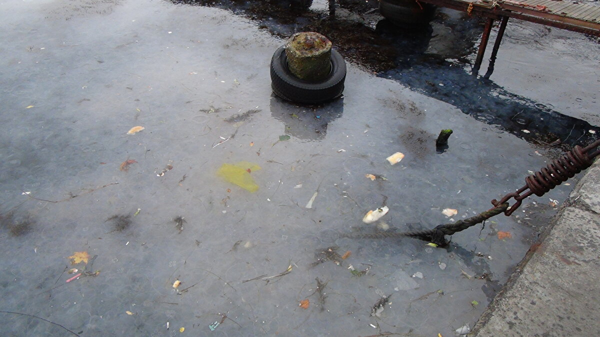 Sarıyer Sahili yürüyüş yapmak ve deniz havası almak isteyenlerin tercih ettiği noktalar arasında yer alıyor. Sahilde geçen yıllarda olduğu gibi bu yılda denizanası yoğunluğu görüldü. Sahil binlerce denizanasıyla beyaza bürüdü. Denizanasının yanı sıra, sahilde bazı bölgelerdeki çöpler de dikkat çekti. Sahil havadan görüntülendi.