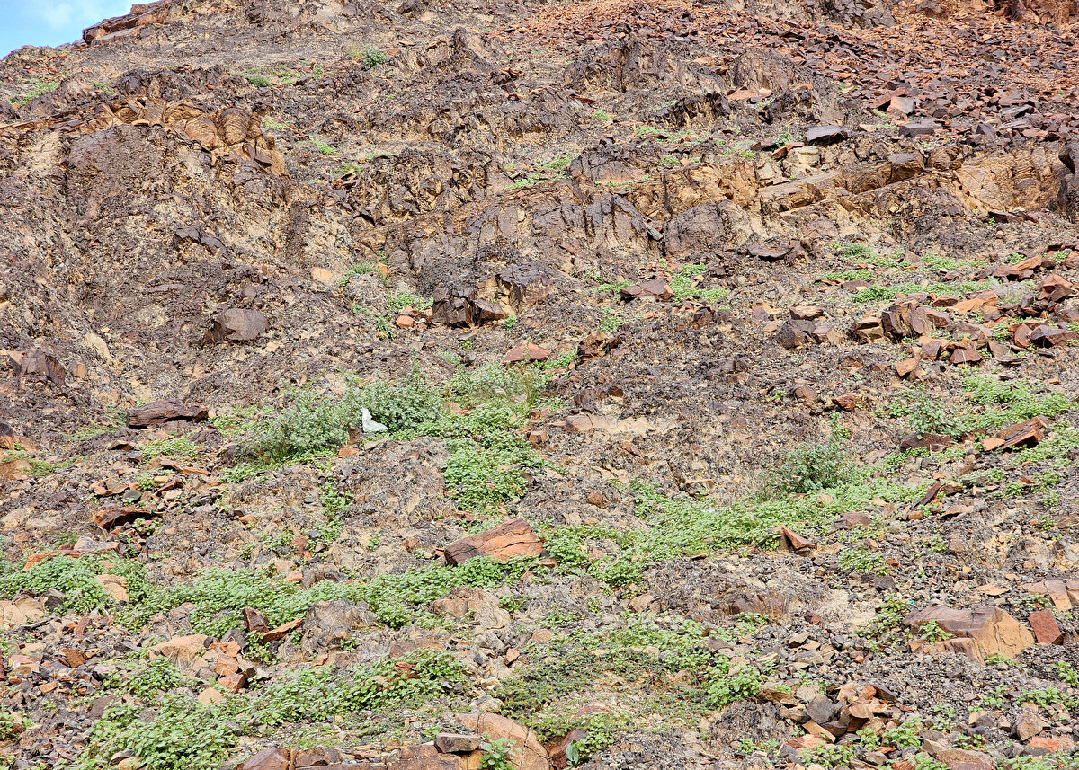 Görüntüde, birkaç gündür şiddetli yağışların etkisi altındaki Mekke ve Medine'nin dağ ve ovalarında yeşilin hakim olduğu gözlendi.<br>