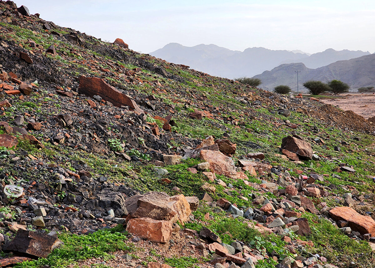 <br>Kuraklık bölgesinde etkili olan yağış ile doğanın tekrar canlanması AA'nın fotoğraflarına yansıdı.