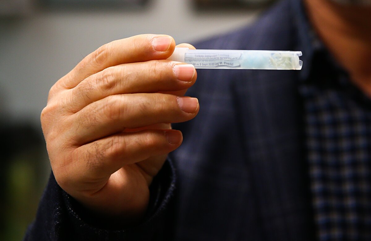 Ülkemizde 51 farklı türü var bu canlının. Biz burada 52'ncisini bulmuş olduk. Dünyada binden fazla türü var. Bunlar dışarıdan normalde bir insanın hatta belki benim bile baktığımda Bu, bu türdür. diyebileceğimiz canlılar değil. Bunlar dış görünüş açısından birbirine çok benzerler. Fakat moleküler veya detaylı mikroskobik incelemelerle türleri tespit edilebilir ve uzmanı karar verebilir."<br><br>Özbek, 350 milyon yıllık Gökgöl Mağarası'ndaki canlının buraya adapte olduğunu belirterek, böylesine önemli bir keşfi gerçekleştirdikleri için mutlu olduklarını söyledi.