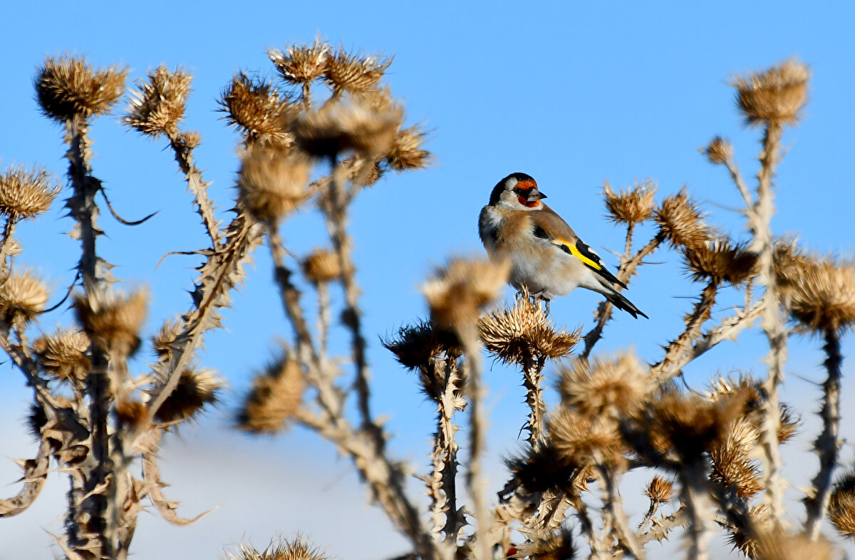 Araçların yakıt depoları dondu, sürücüler araç altında ateş yakıp depoları ısıtmaya çalıştı.<br><br>