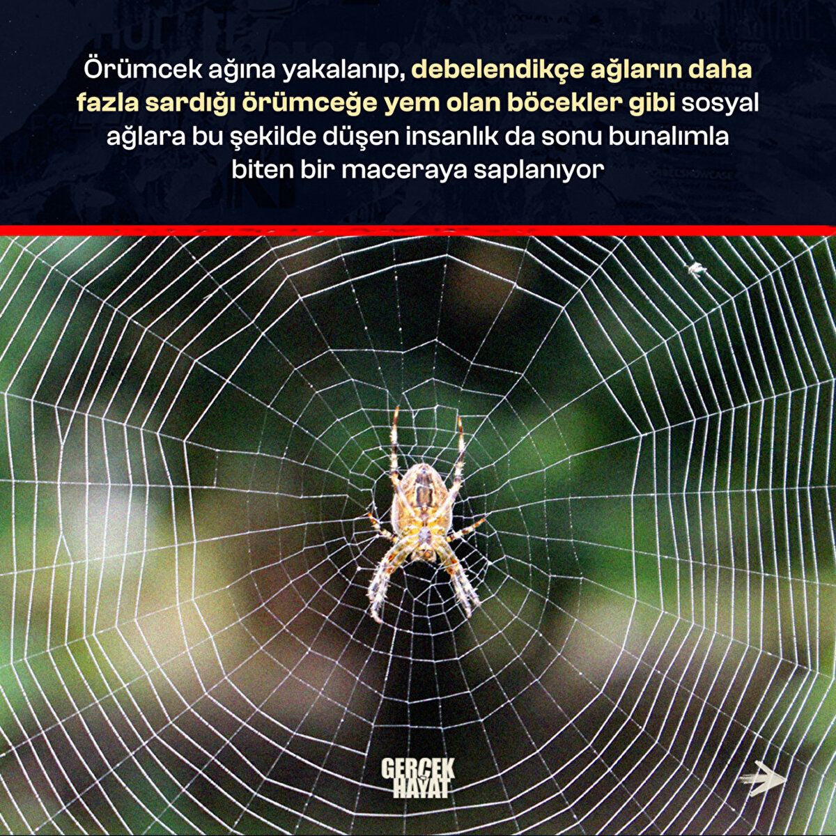 Örümceğe yem olan böcekler gibi sosyal ağlara bu şekilde düşen insanlık da sonu bunalımla biten bir maceraya saplanıyor