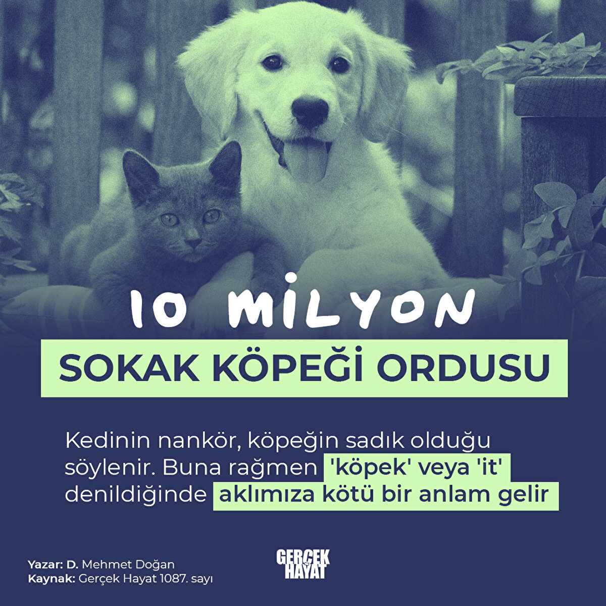 Kedinin nankör, köpeğin sadık olduğu söylenir