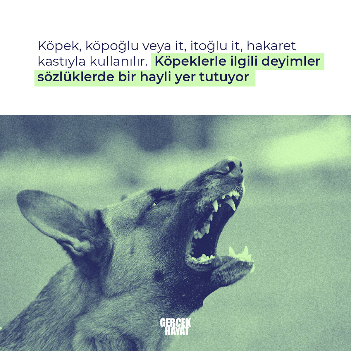 Köpeklerle ilgili deyimler sözlüklerde bir hayli yer tutuyor