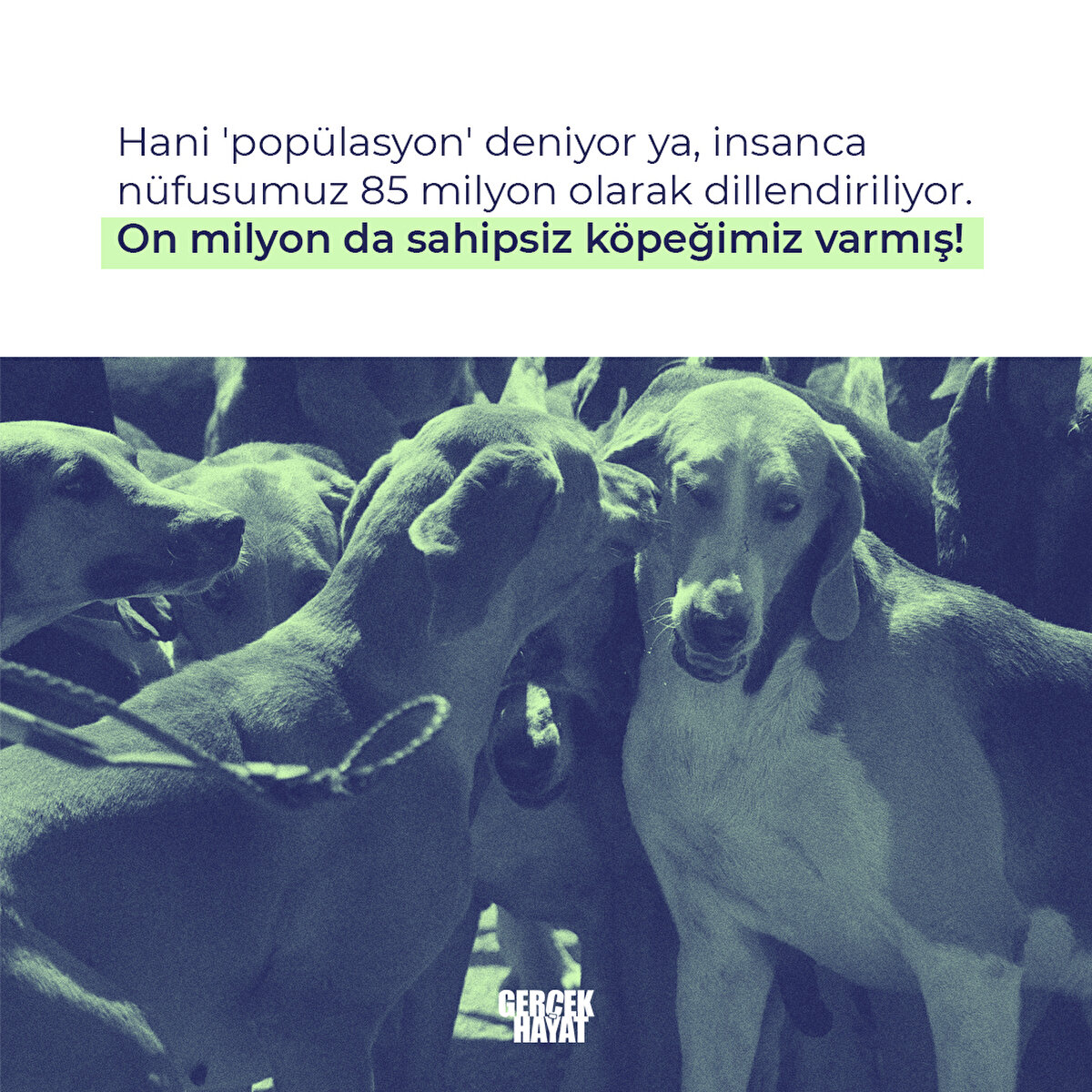 İnsafsız avcıya hizmetten zevk alan köpektir!