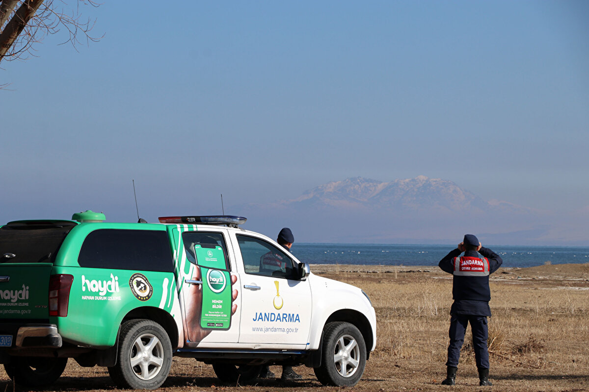 Türkiye'deki 453 kuş türünün yaklaşık yarısının yaşadığı Van Gölü'nün tuzlu ve sodalı suyunu tercih eden kuğular, kış mevsimini burada geçirdikten sonra mart ayında havaların ısınmaya başlaması ile Japonya'nın Hokaido Adası'na gidiyor.<br><br>