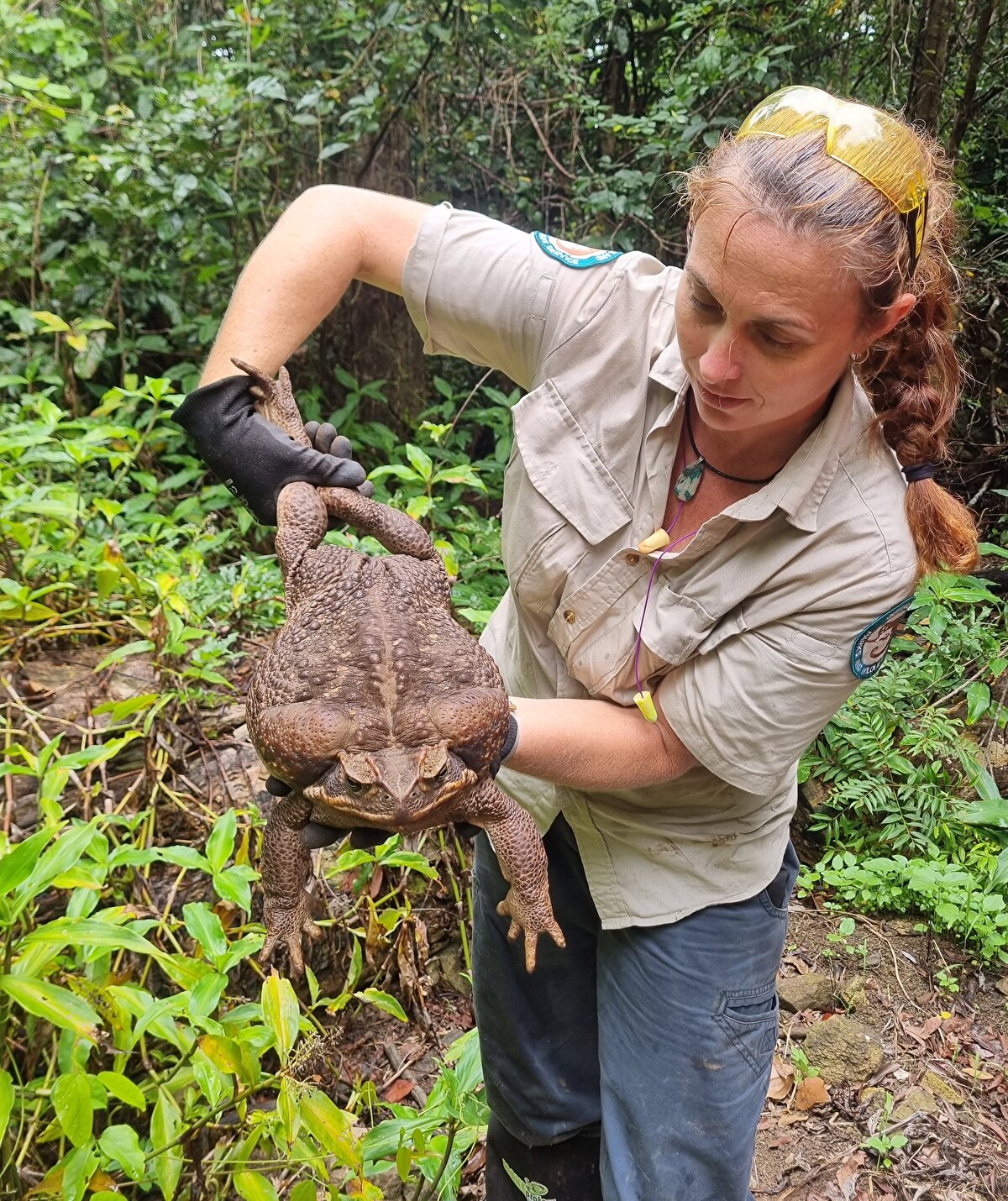 Merkezde tarttığımızda 2,7 kilo olduğunu gördük, bu yeni bir rekor olabilir" ifadelerini kullandı. Yetkililer, Godzilla filminden referans alınarak kurbağaya 'Toadzilla' adını verdiklerini de ayrıca belirtti.  