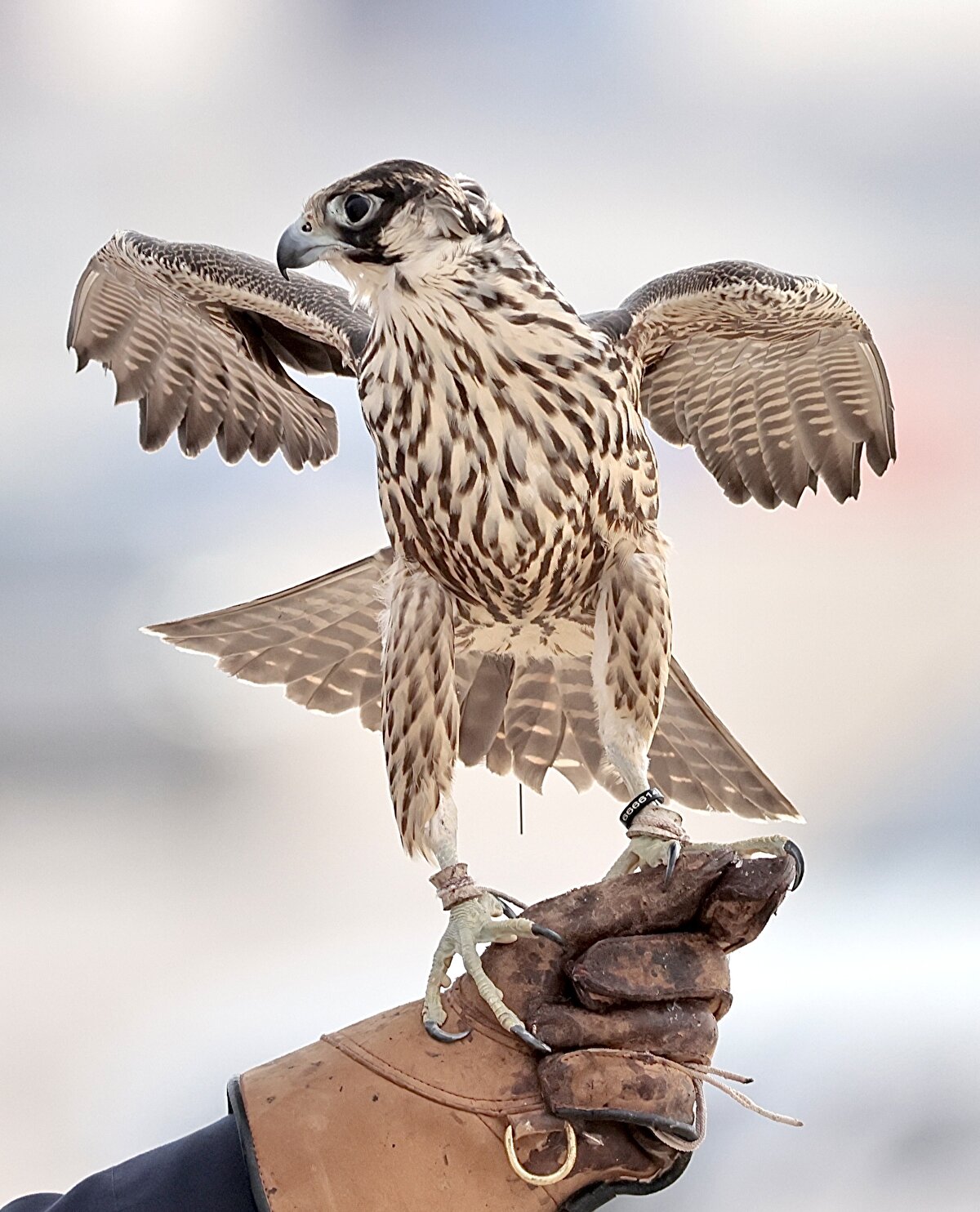 1500'ün üzerinde katılımcıyla düzenlenen geleneksel Şahin ve Avcılık Festivali bu yıl da birbirinden ilginç renkli görüntülere sahne oluyor.